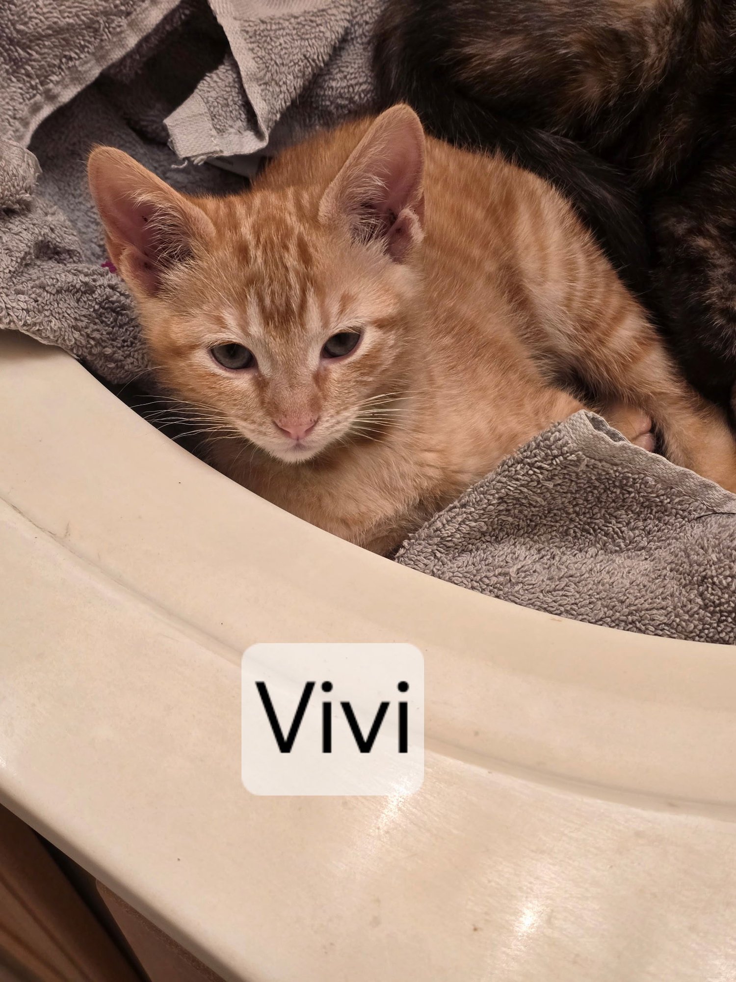 VIVI - Domestic Short Hair available for adoption