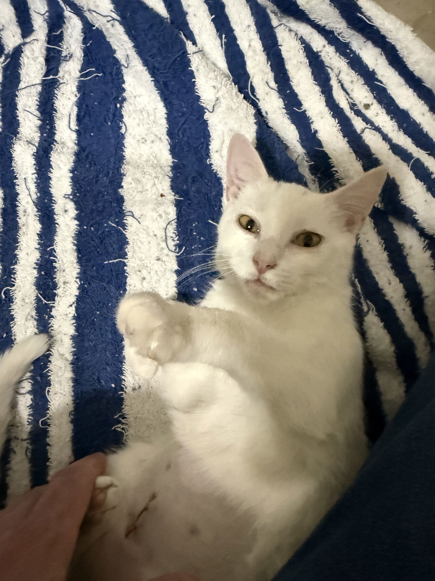 KIKI - Domestic Short Hair available for adoption