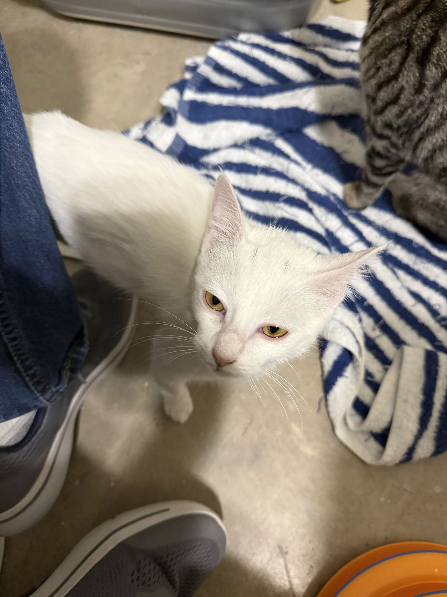 KIKI - Domestic Short Hair available for adoption