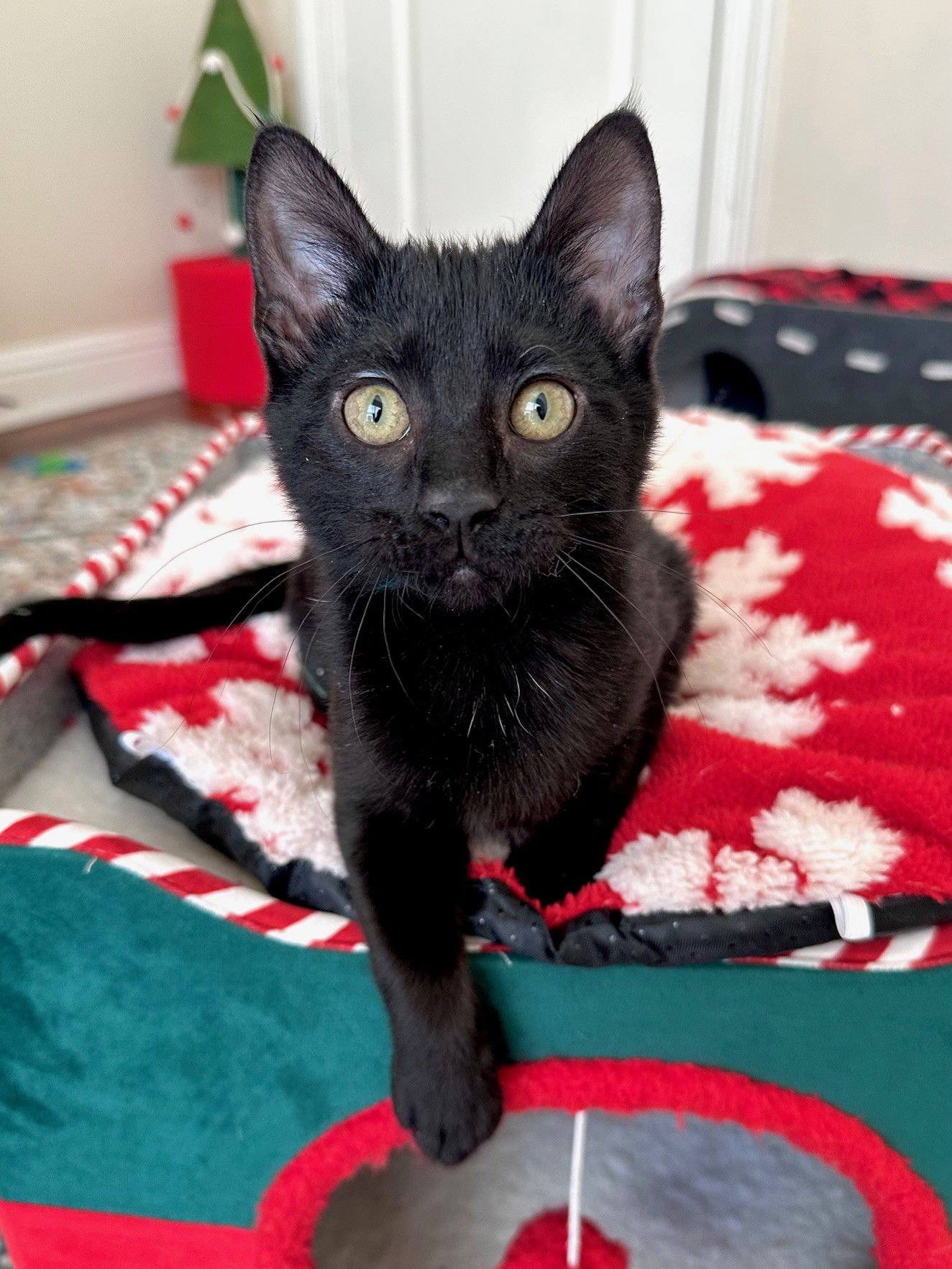 SNOOKI - Domestic Short Hair available for adoption