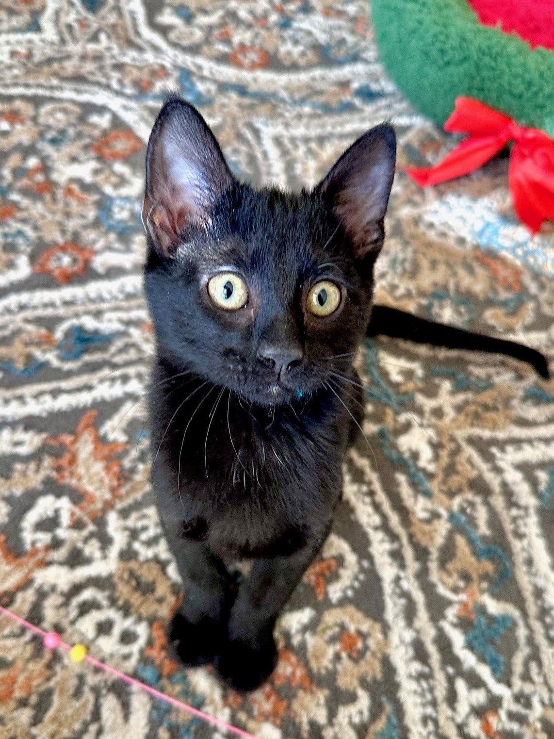 SNOOKI - Domestic Short Hair available for adoption