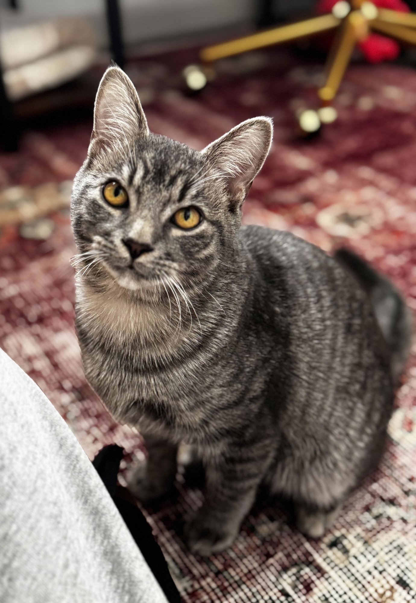 GRAYSON - Domestic Short Hair available for adoption