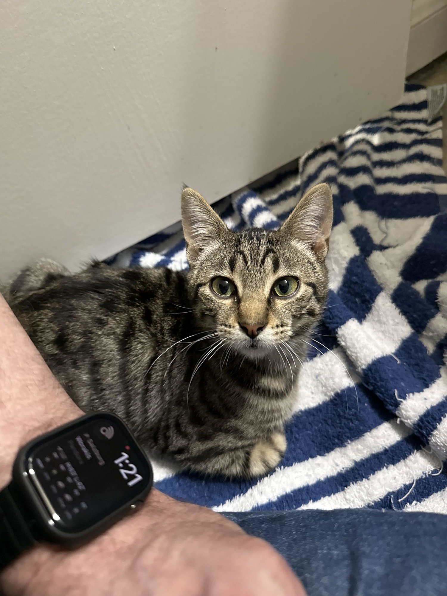 PEPPA - Domestic Short Hair available for adoption