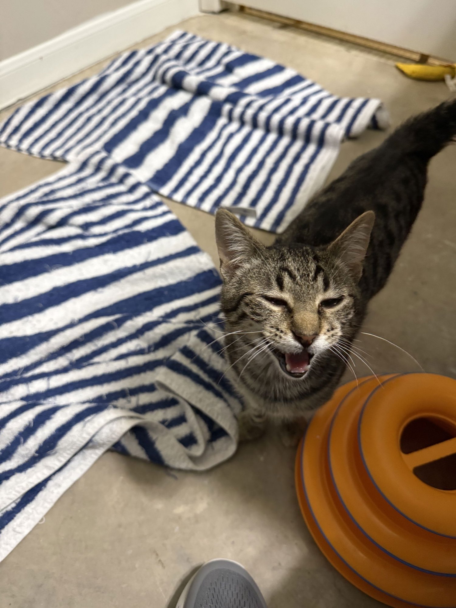 PEPPA - Domestic Short Hair available for adoption