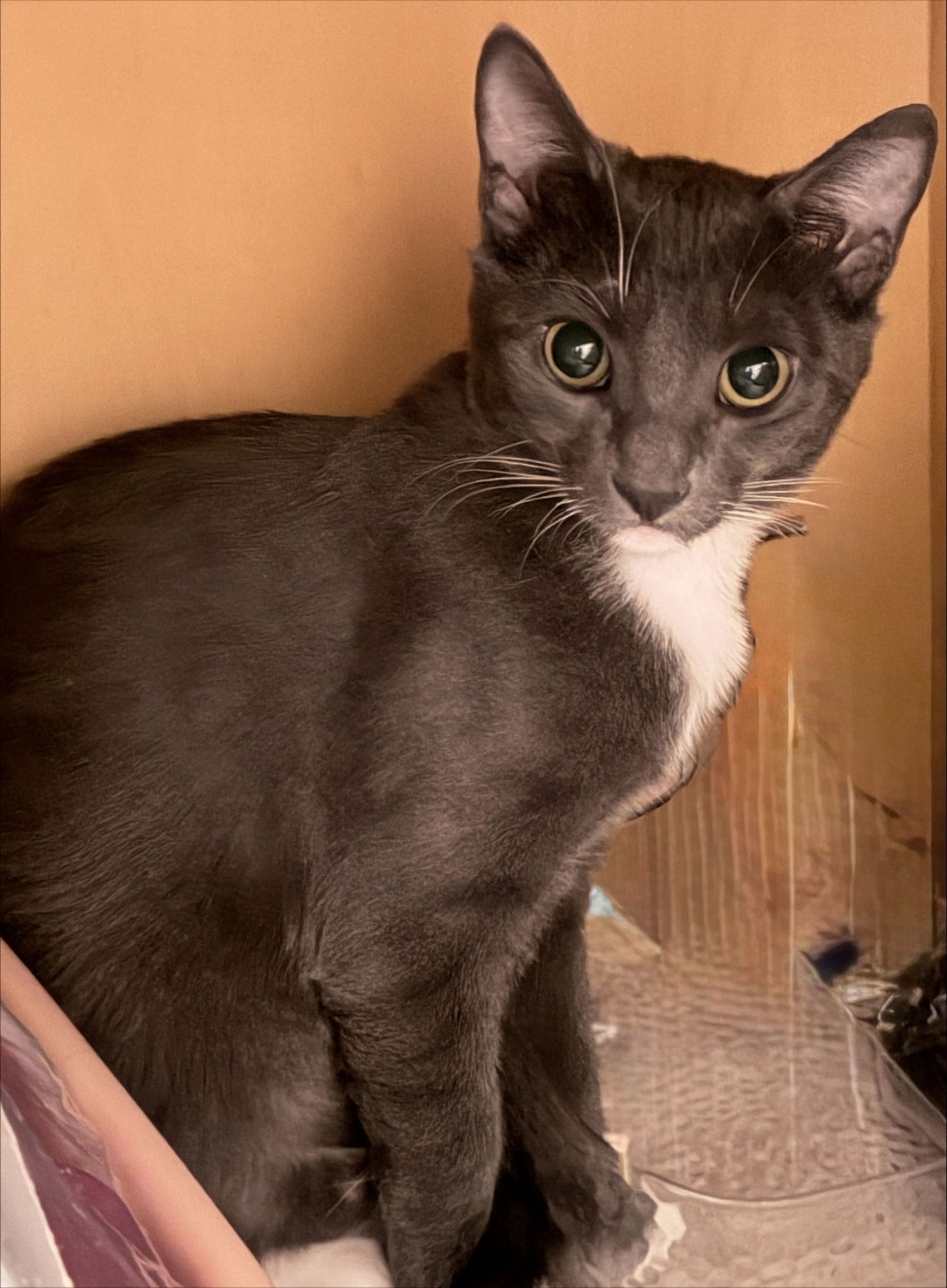 SAFFRON - Domestic Short Hair available for adoption