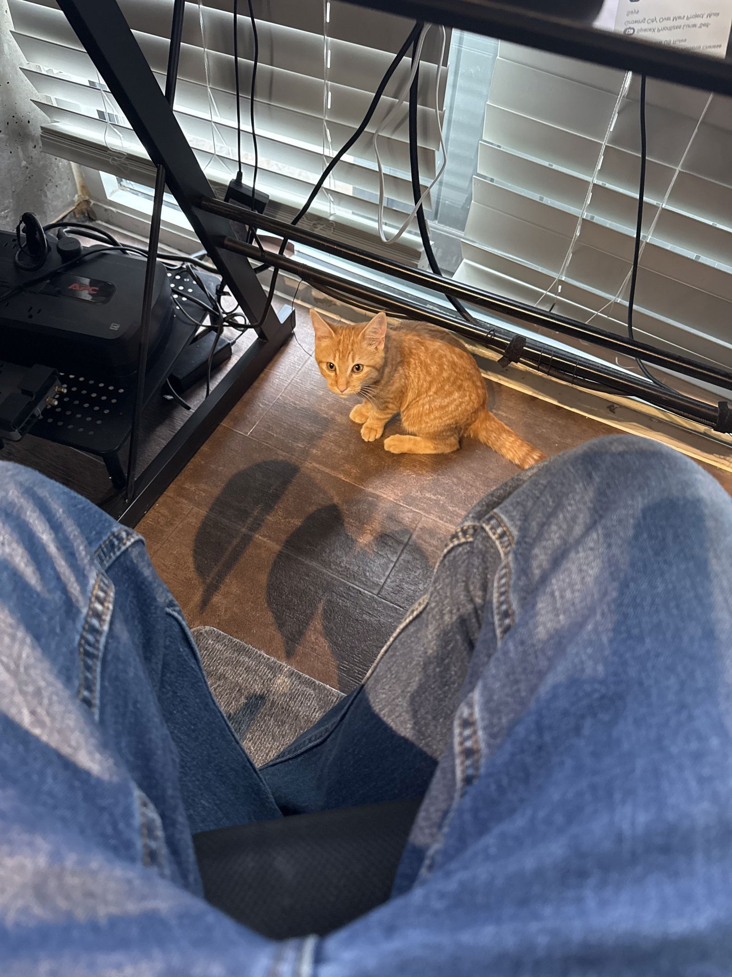 GEORGE - Domestic Short Hair available for adoption