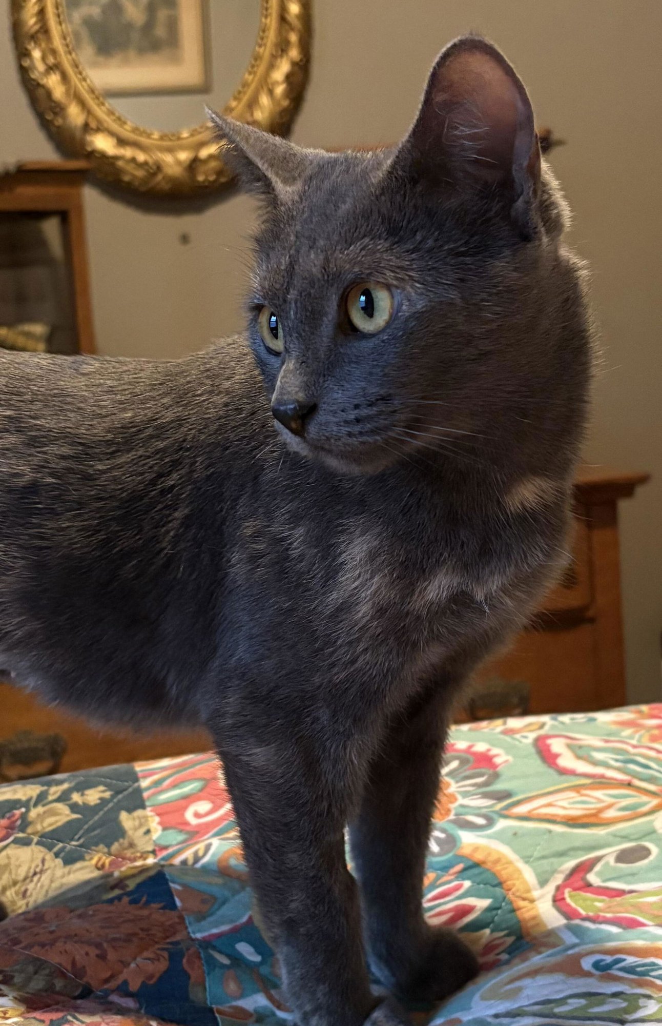 SYLVIA - Domestic Short Hair available for adoption