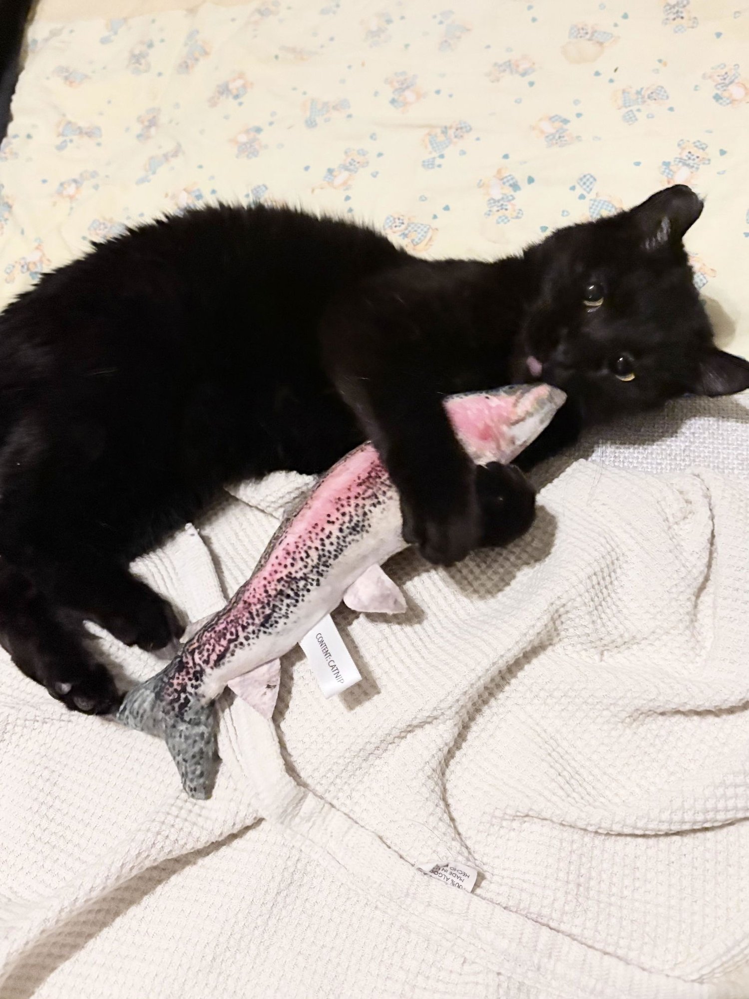 MARNIE - Domestic Medium Hair available for adoption