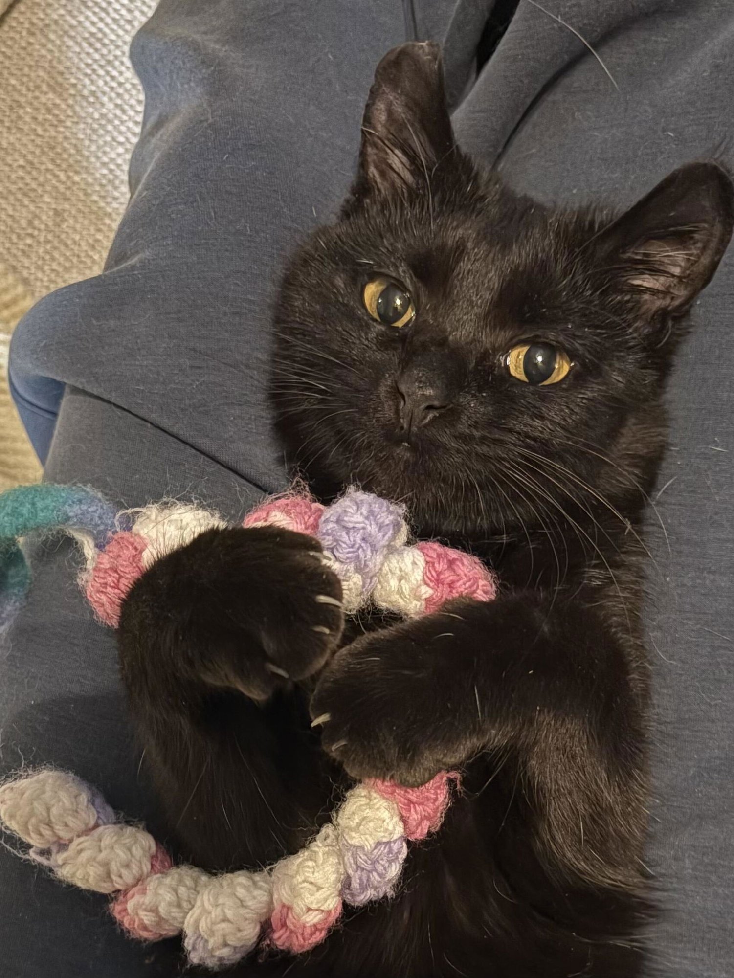 MARNIE - Domestic Medium Hair available for adoption