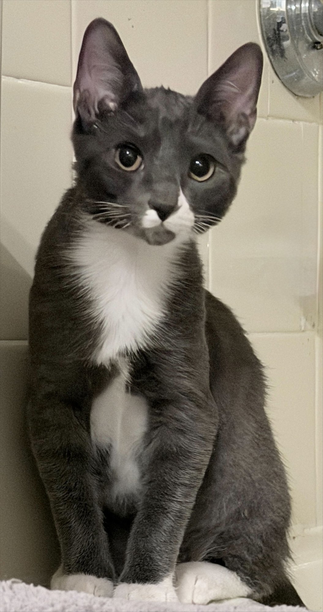 CLOVER - Domestic Short Hair available for adoption