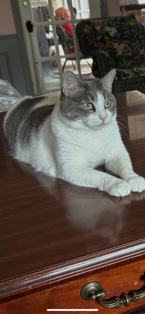 FANCY - Domestic Short Hair available for adoption