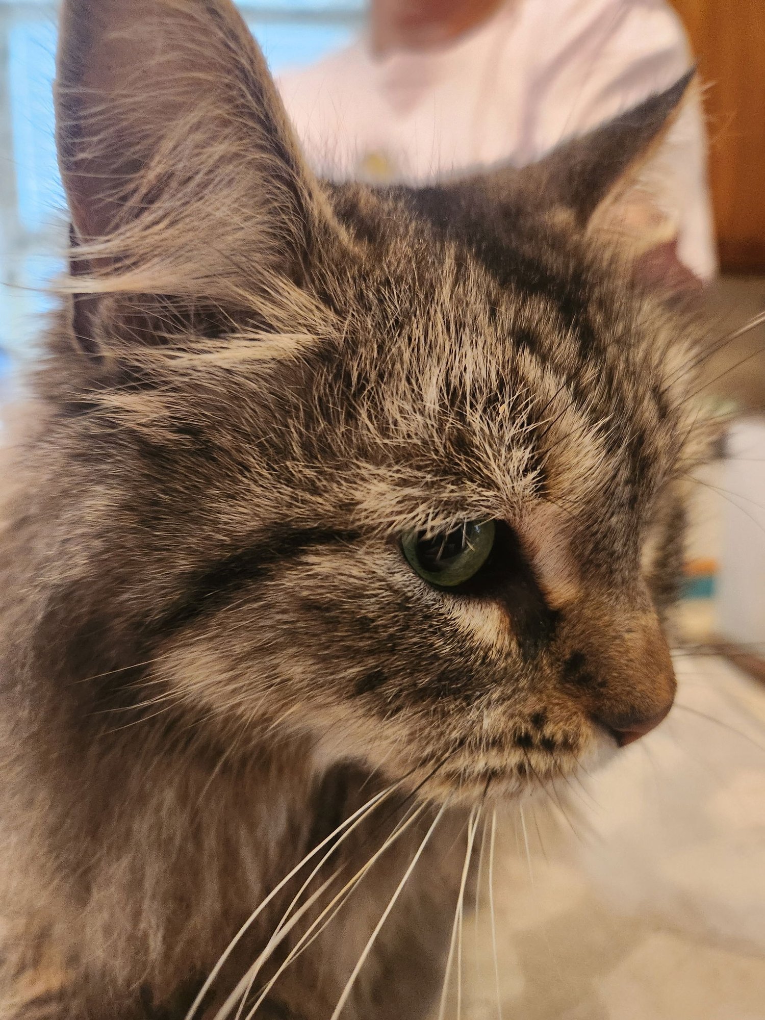 NATE - Domestic Medium Hair available for adoption