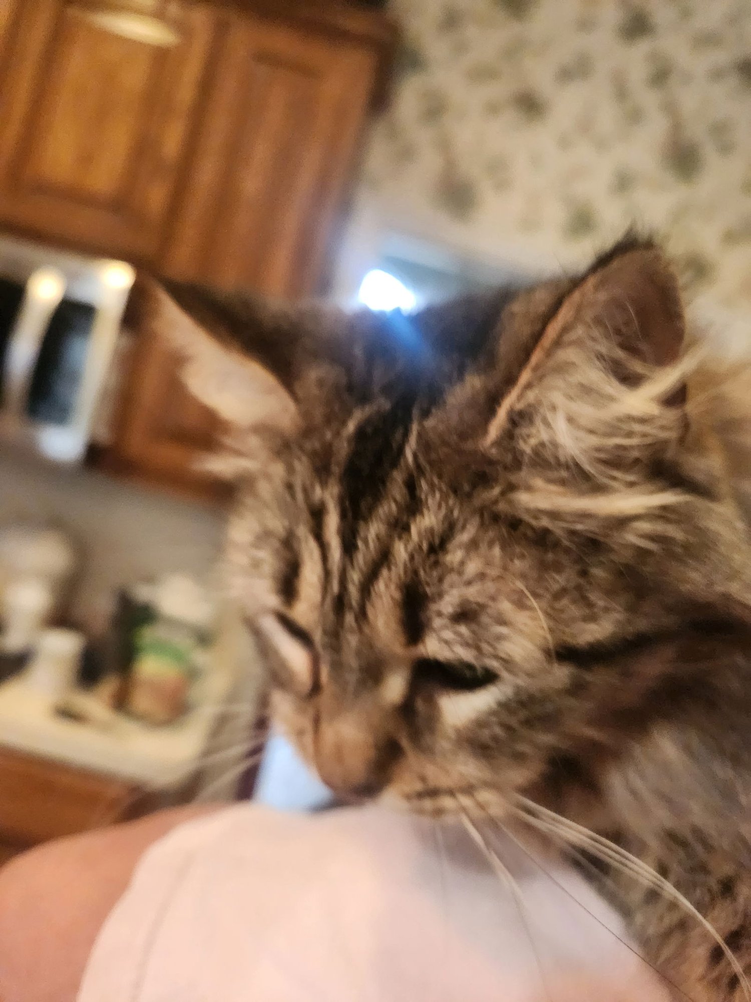 NATE - Domestic Medium Hair available for adoption