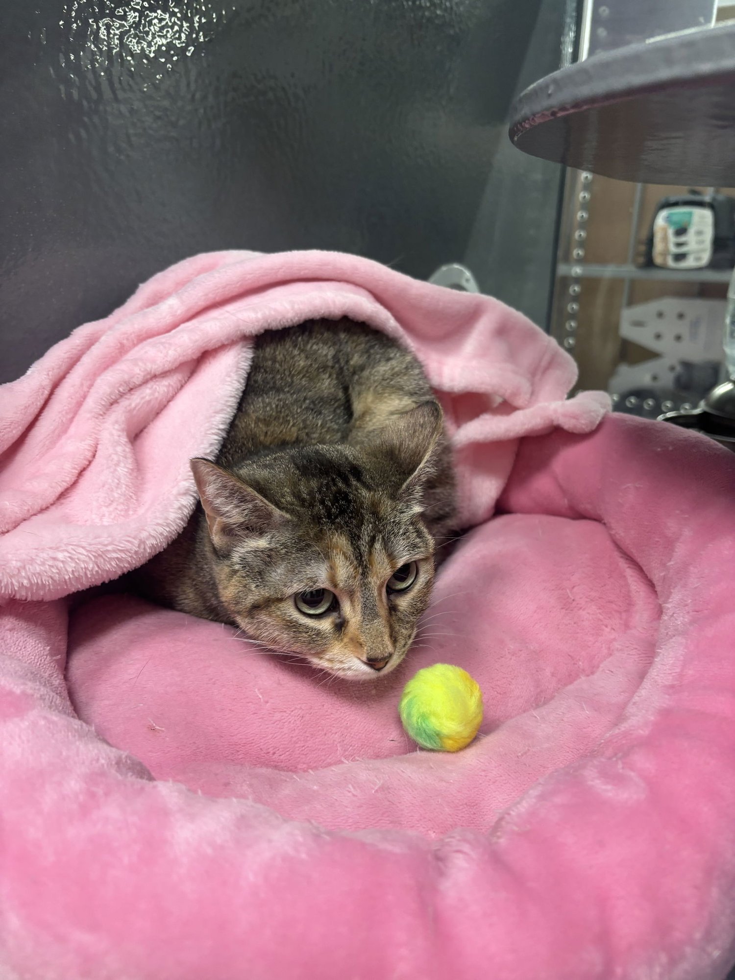 LADY KAT - Domestic Short Hair available for adoption