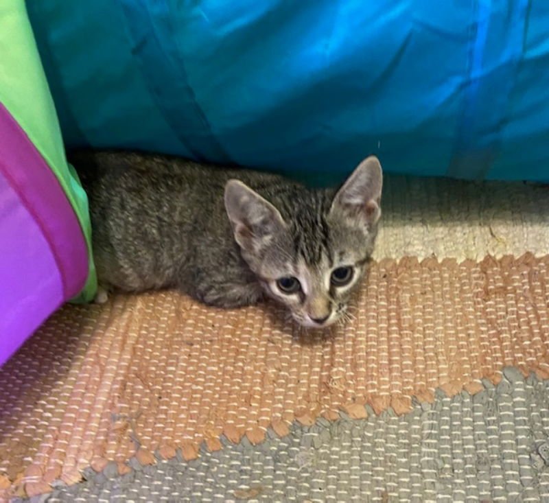 LADY KAT - Domestic Short Hair available for adoption