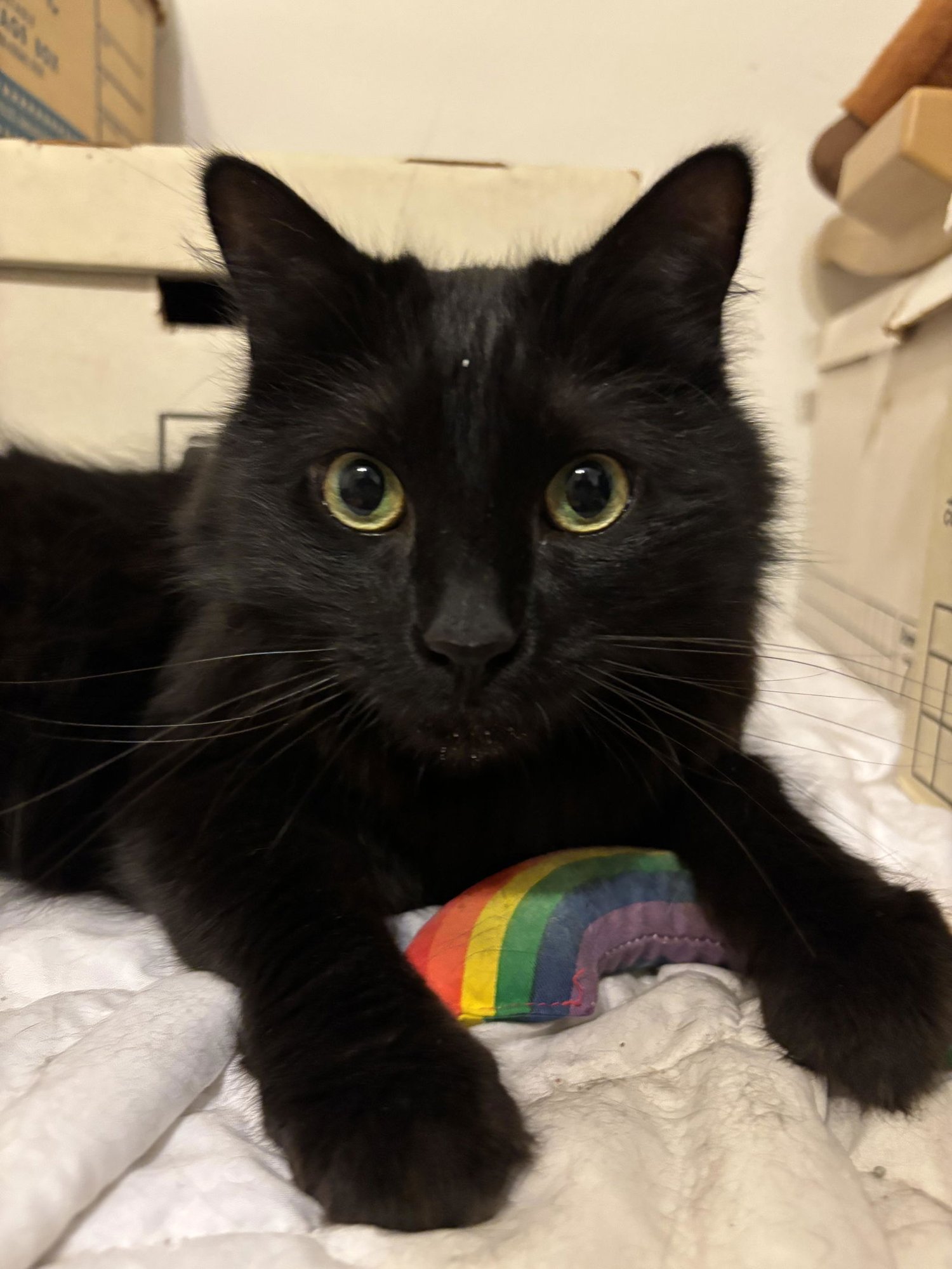 EBENEZER - Domestic Long Hair available for adoption