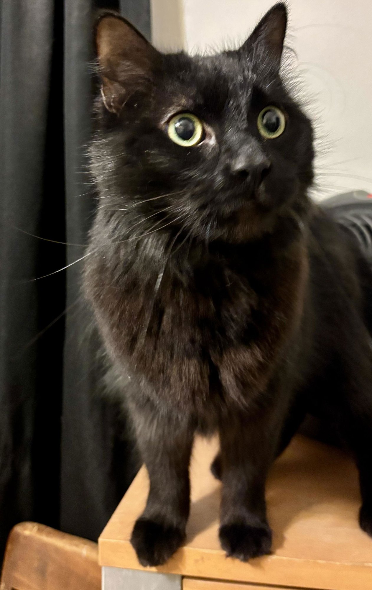 EBENEZER - Domestic Long Hair available for adoption