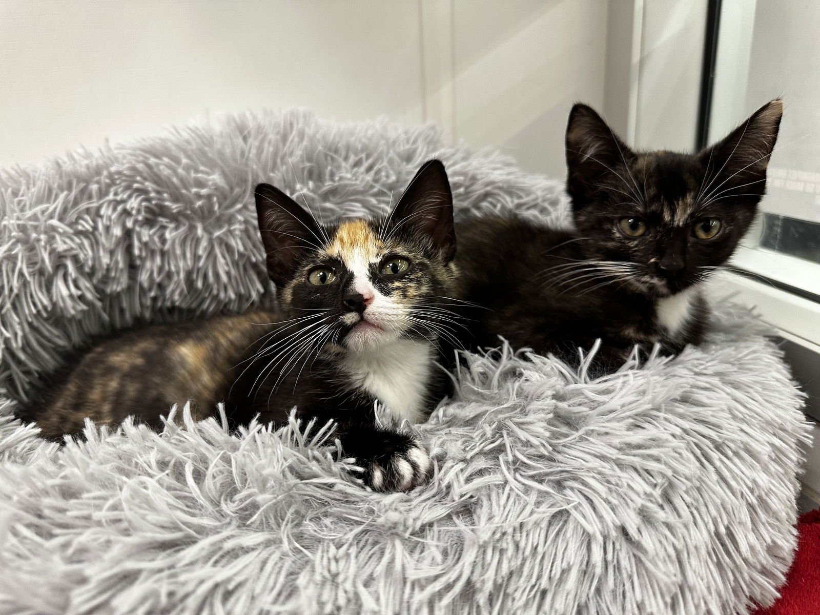 MAE - Domestic Short Hair available for adoption