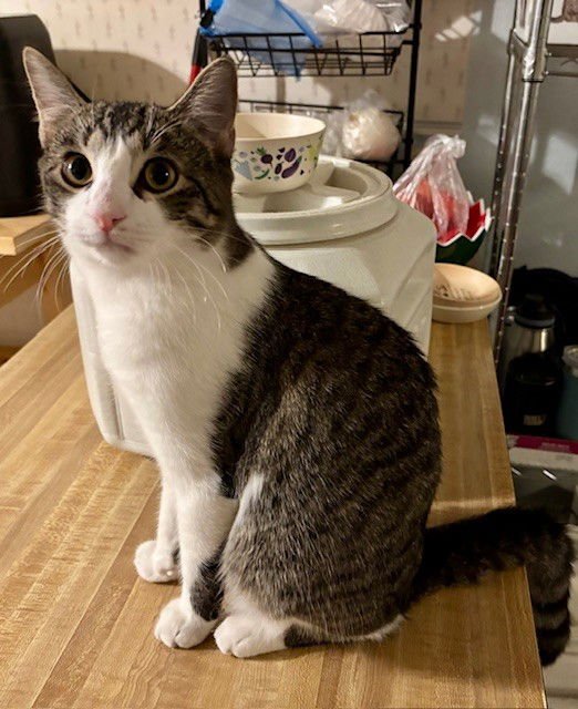 HONEY BUN - Domestic Short Hair available for adoption