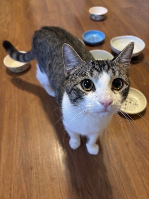 HONEY BUN - Domestic Short Hair available for adoption