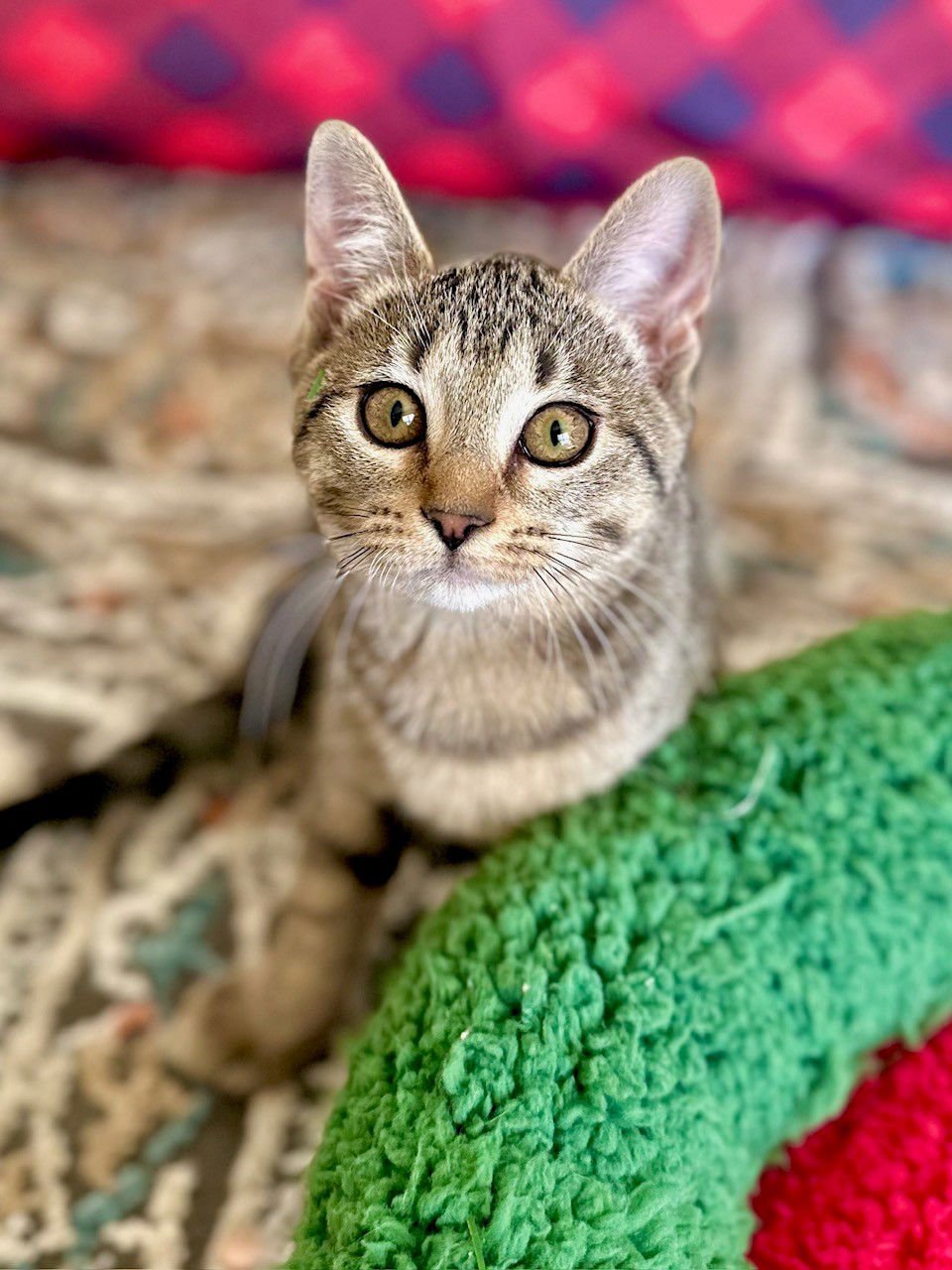 SAMI SWEETHEART - Domestic Short Hair available for adoption