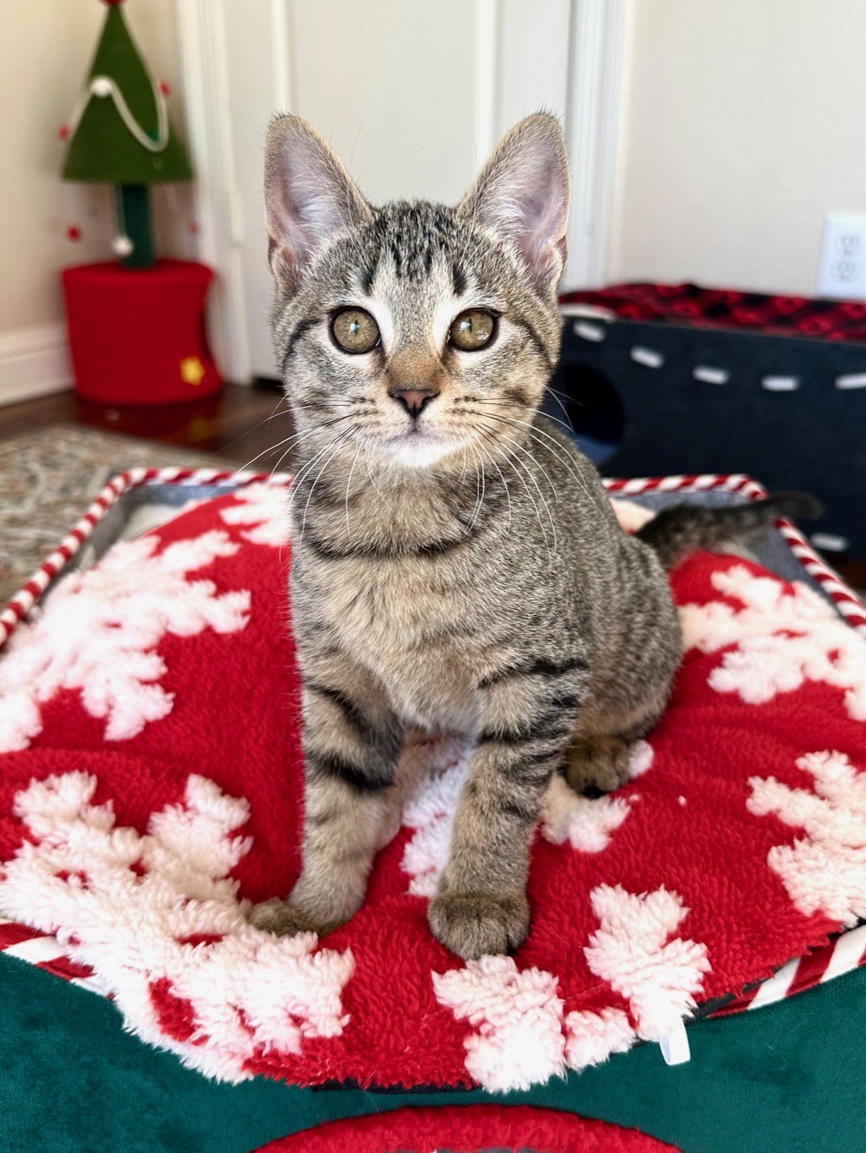 SAMI SWEETHEART - Domestic Short Hair available for adoption