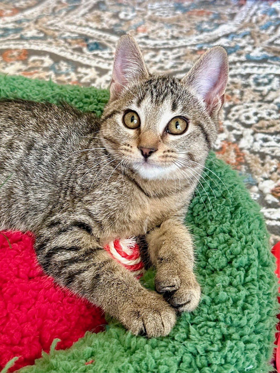 Sami Sweetheart - Photo 3