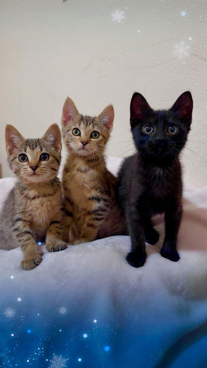 Sami Sweetheart - Photo 4