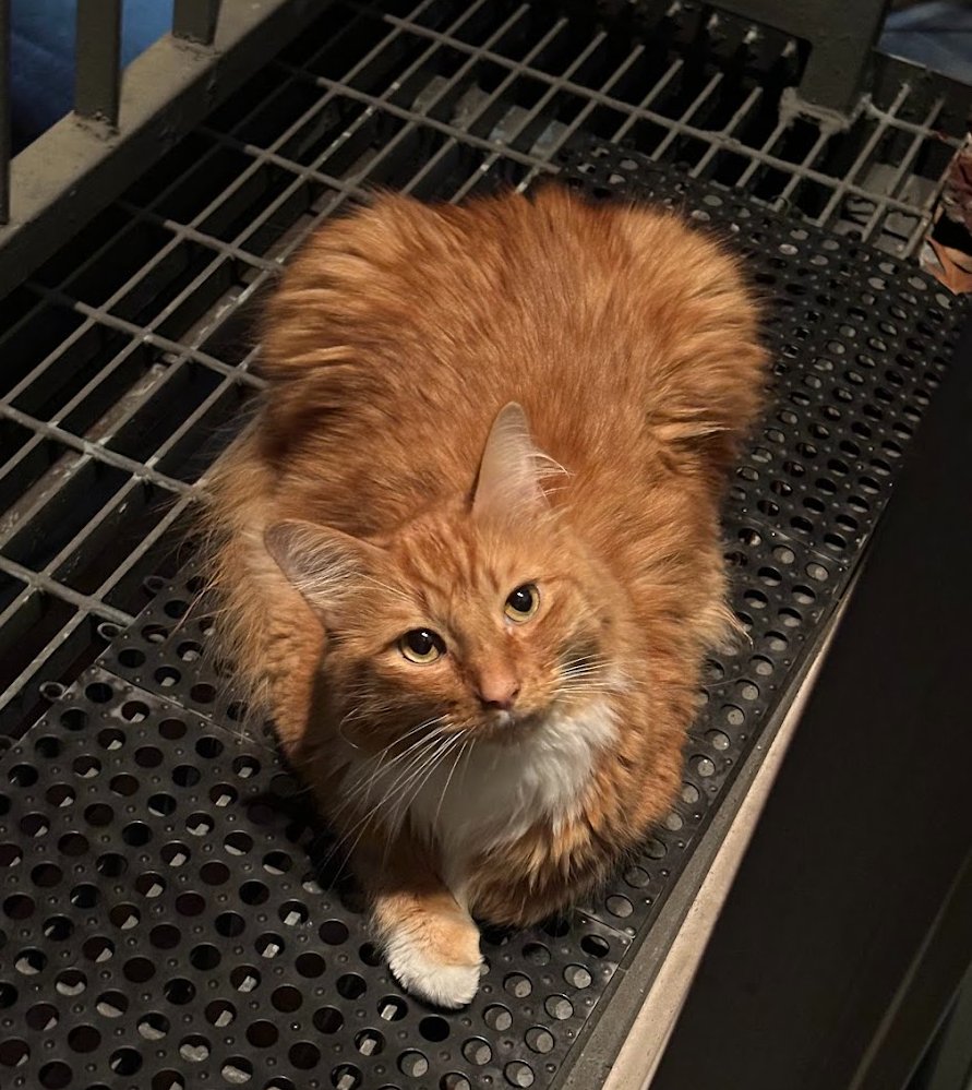 MILO - Domestic Long Hair available for adoption