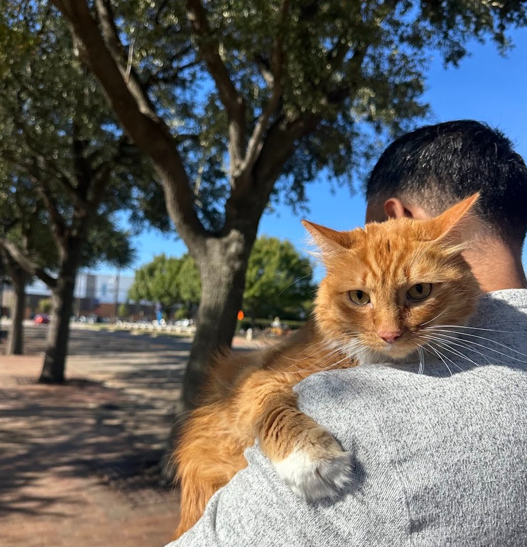 MILO - Domestic Long Hair available for adoption