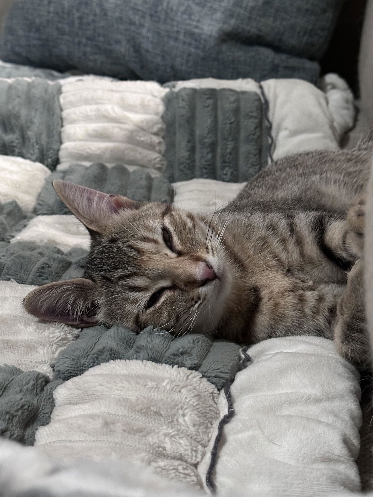 HENRIETTA - Domestic Short Hair available for adoption