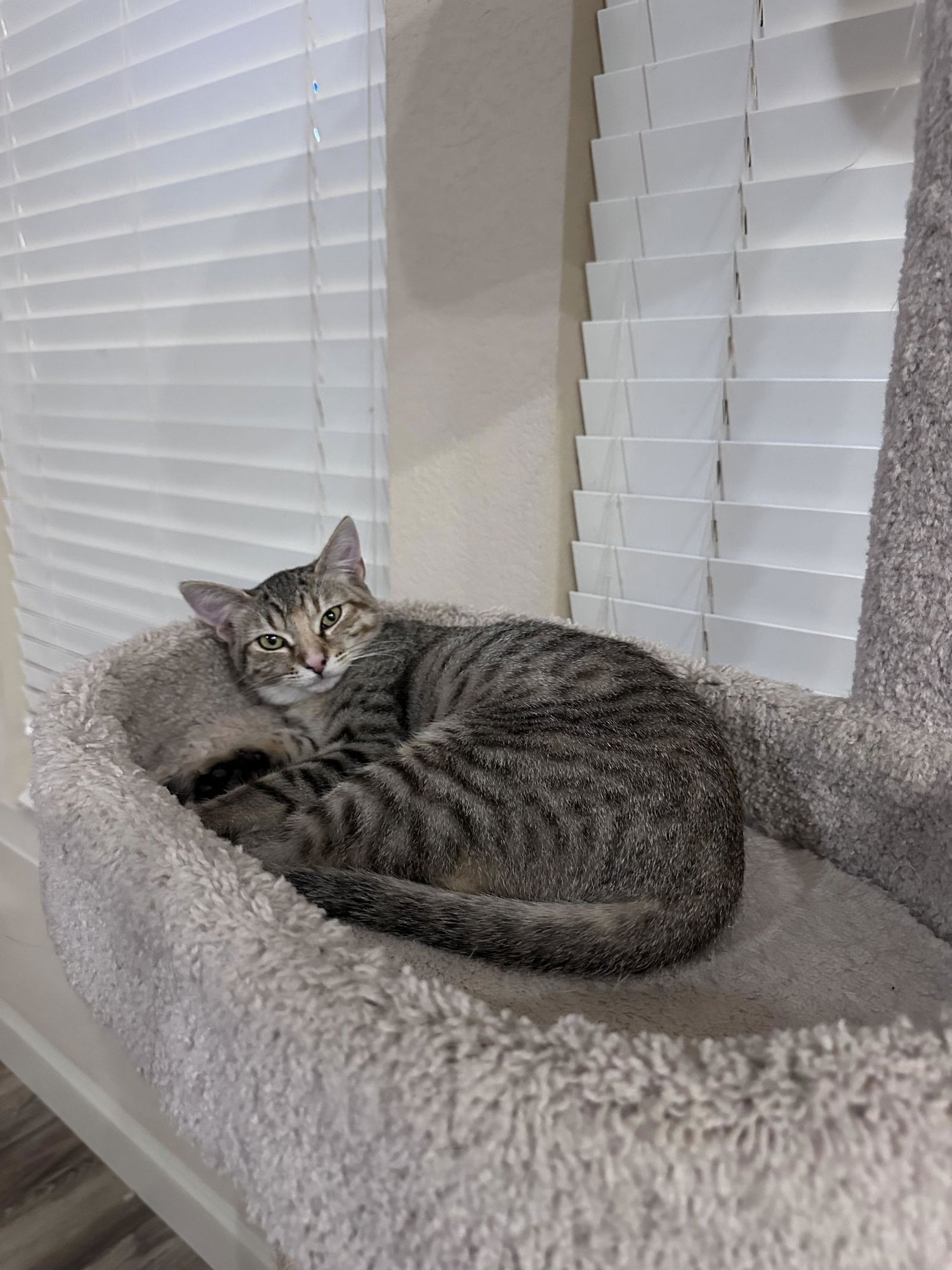 HENRIETTA - Domestic Short Hair available for adoption