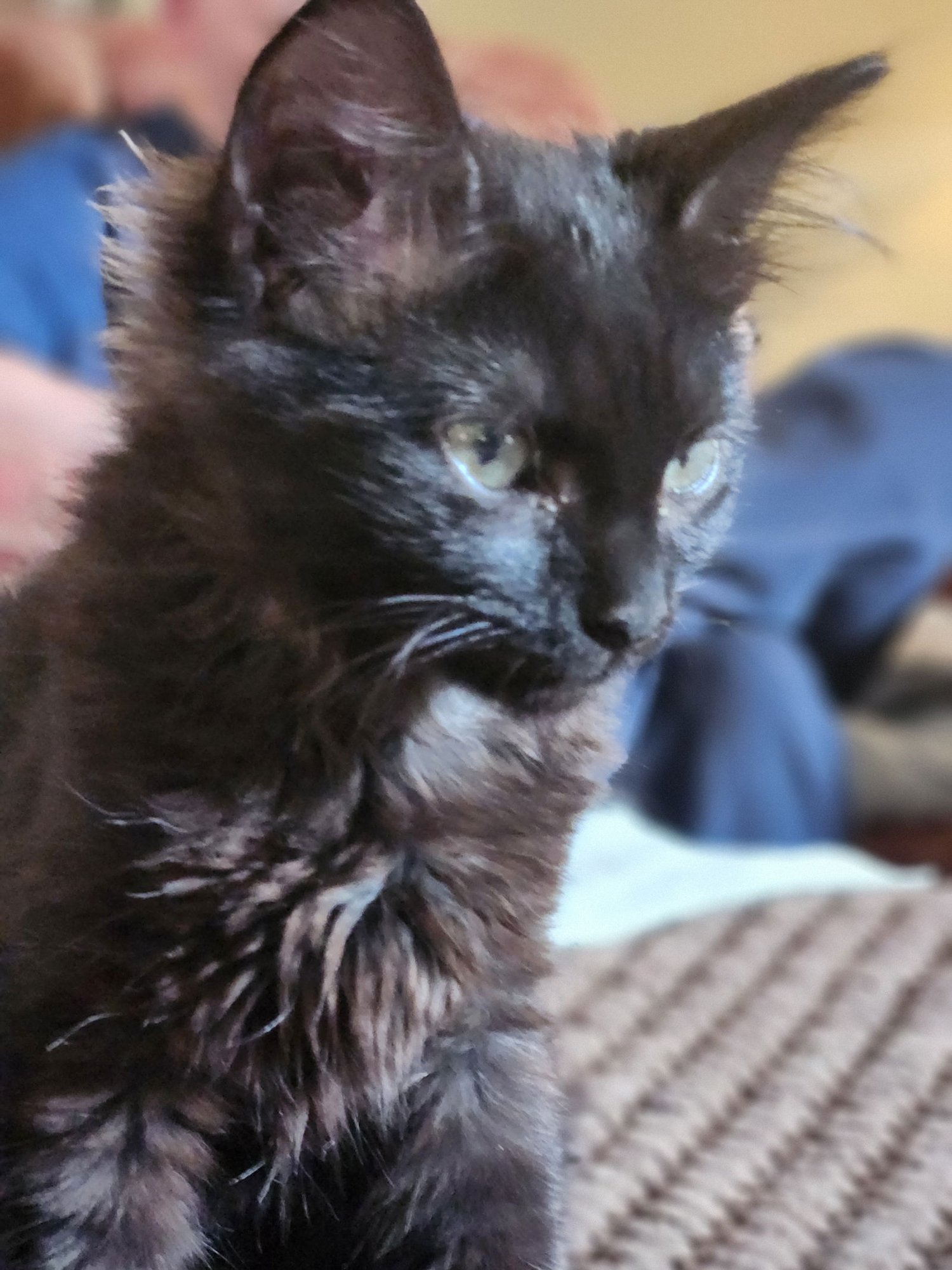 BERTA - Domestic Medium Hair available for adoption