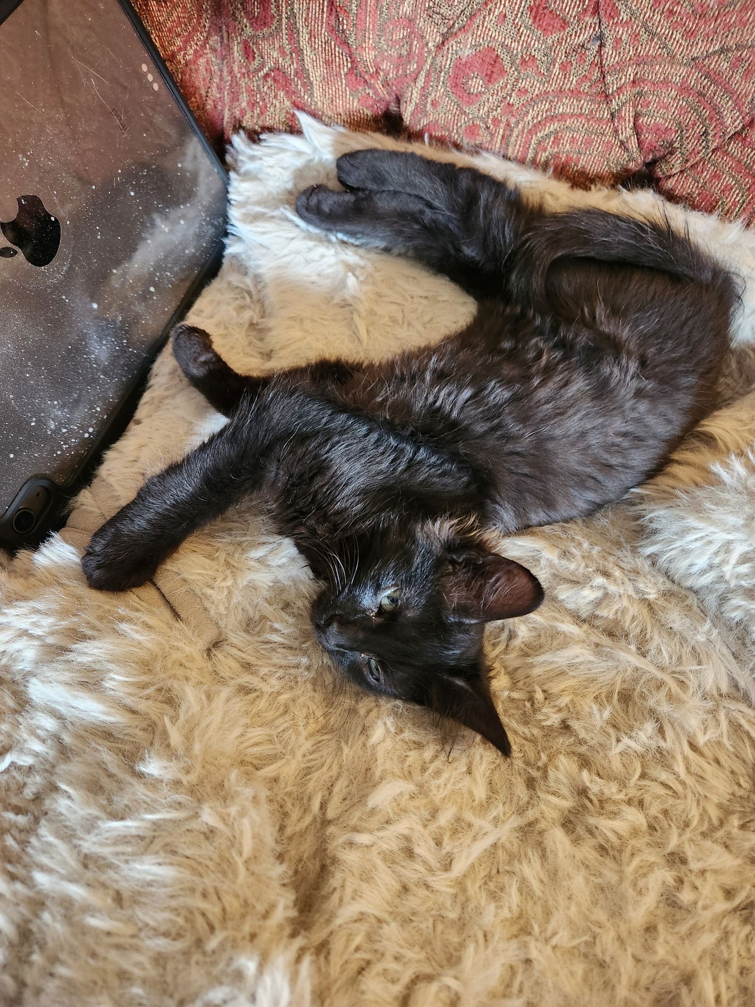 BERTA - Domestic Medium Hair available for adoption