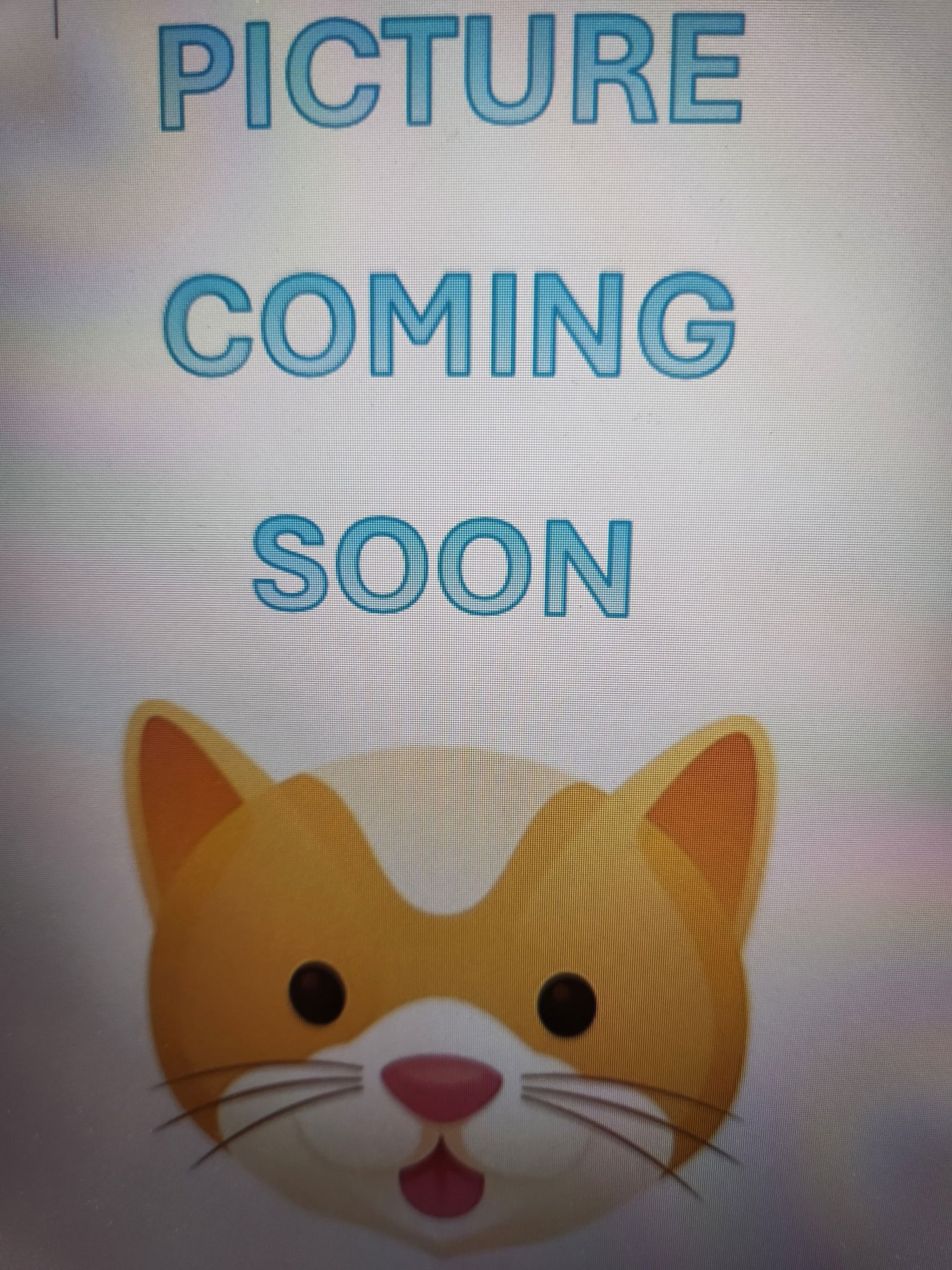 PENNY - Domestic Short Hair available for adoption