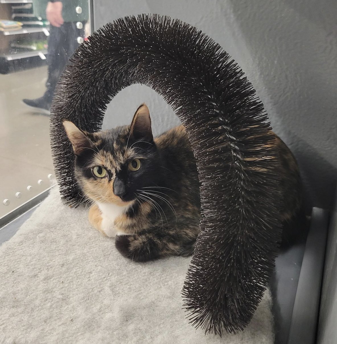 SEVEN - Domestic Short Hair available for adoption