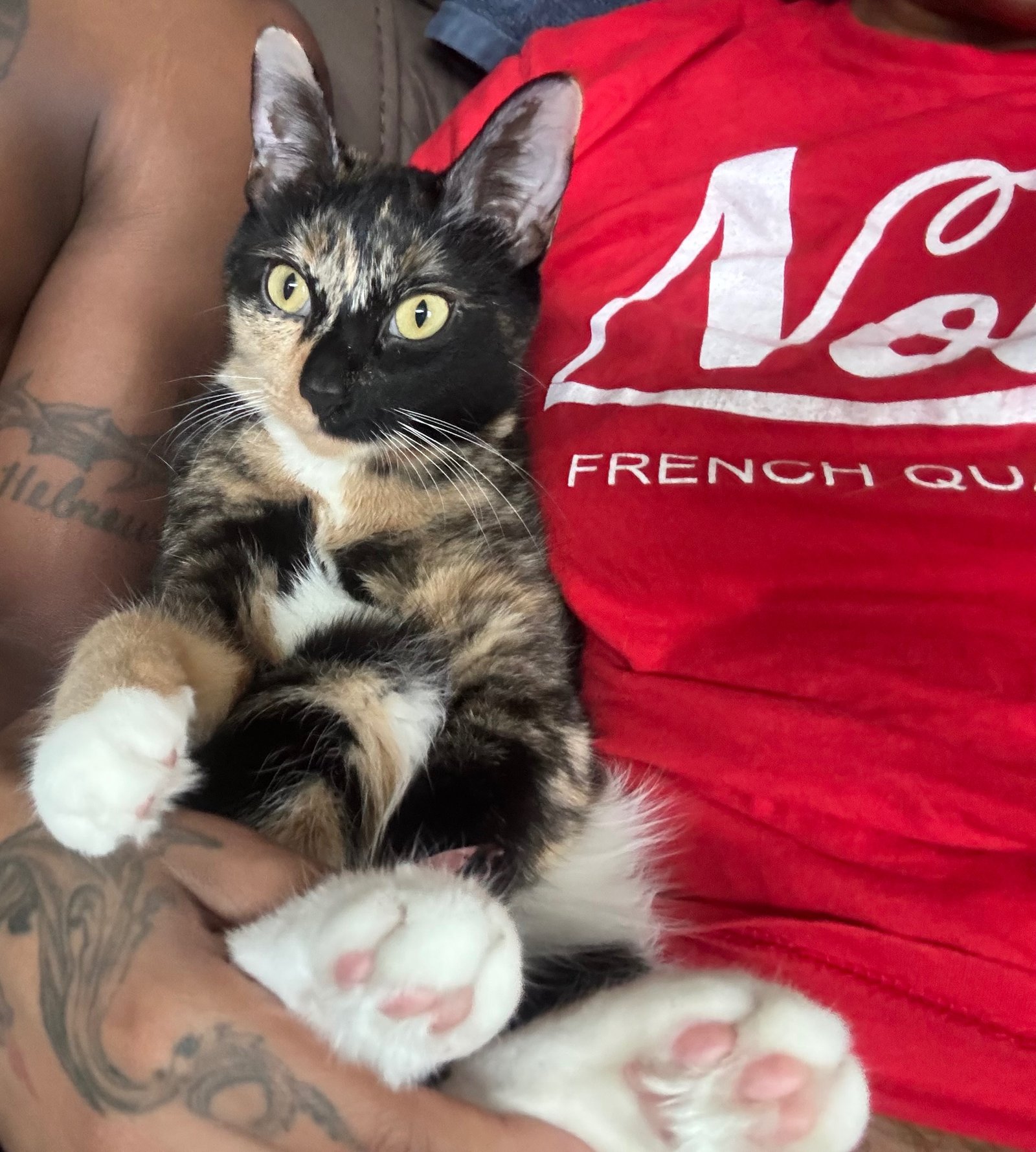 SEVEN - Domestic Short Hair available for adoption