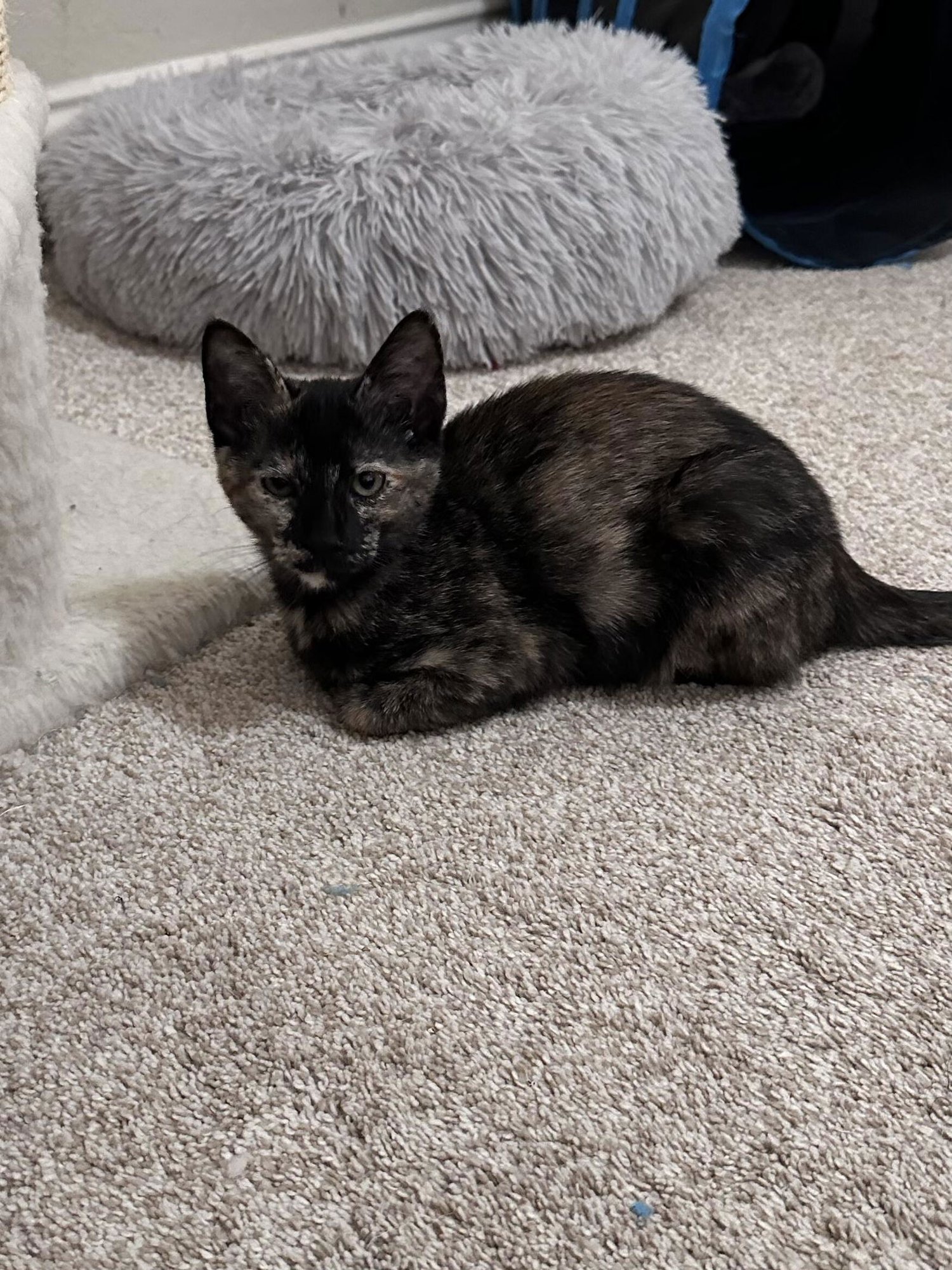 PEPPER - Domestic Short Hair available for adoption