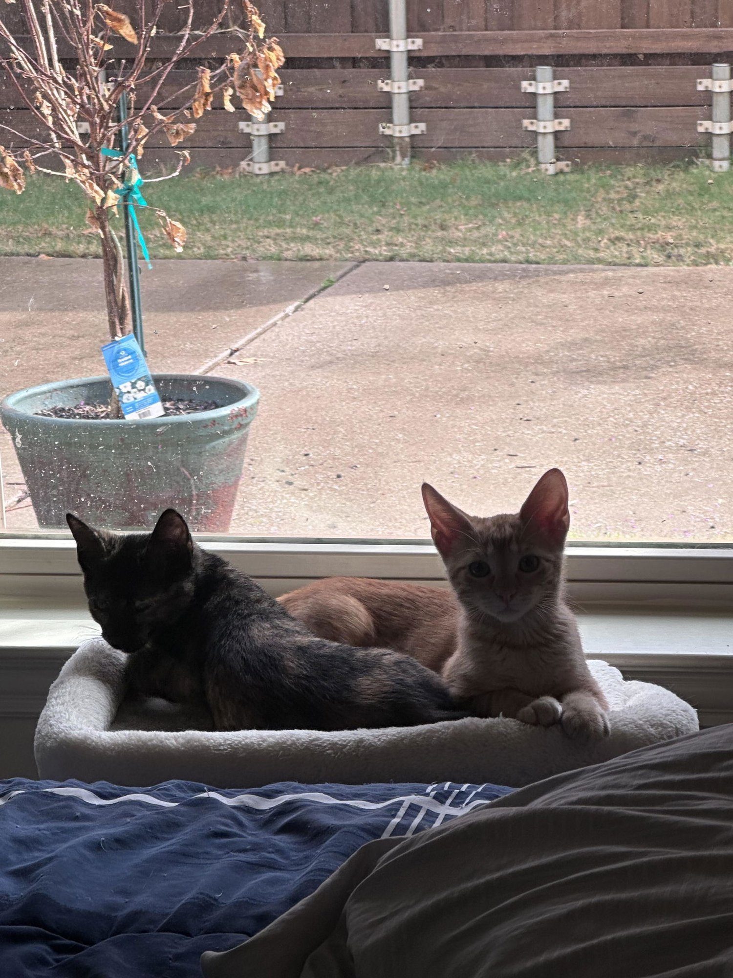 PEPPER - Domestic Short Hair available for adoption