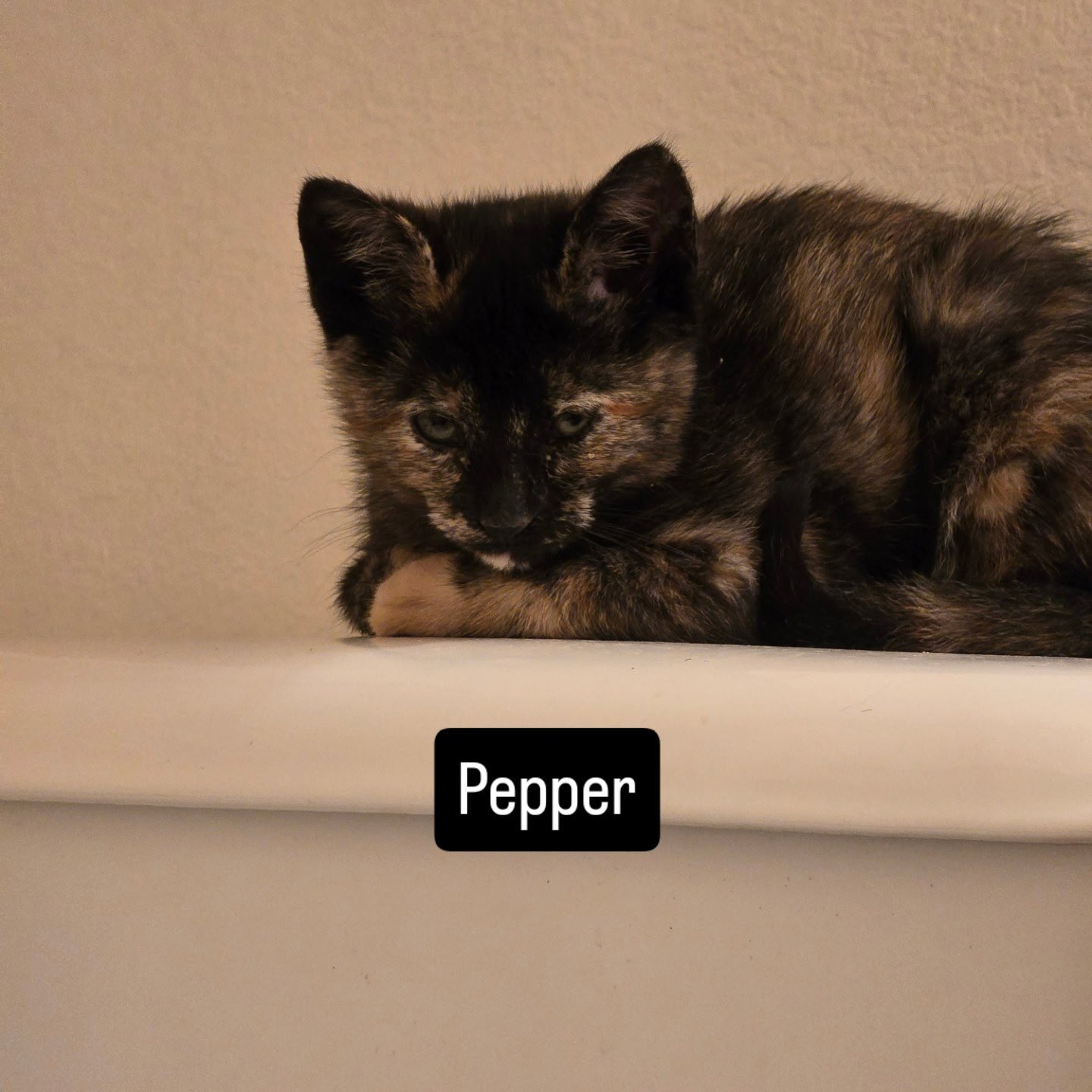 Pepper - Photo 3