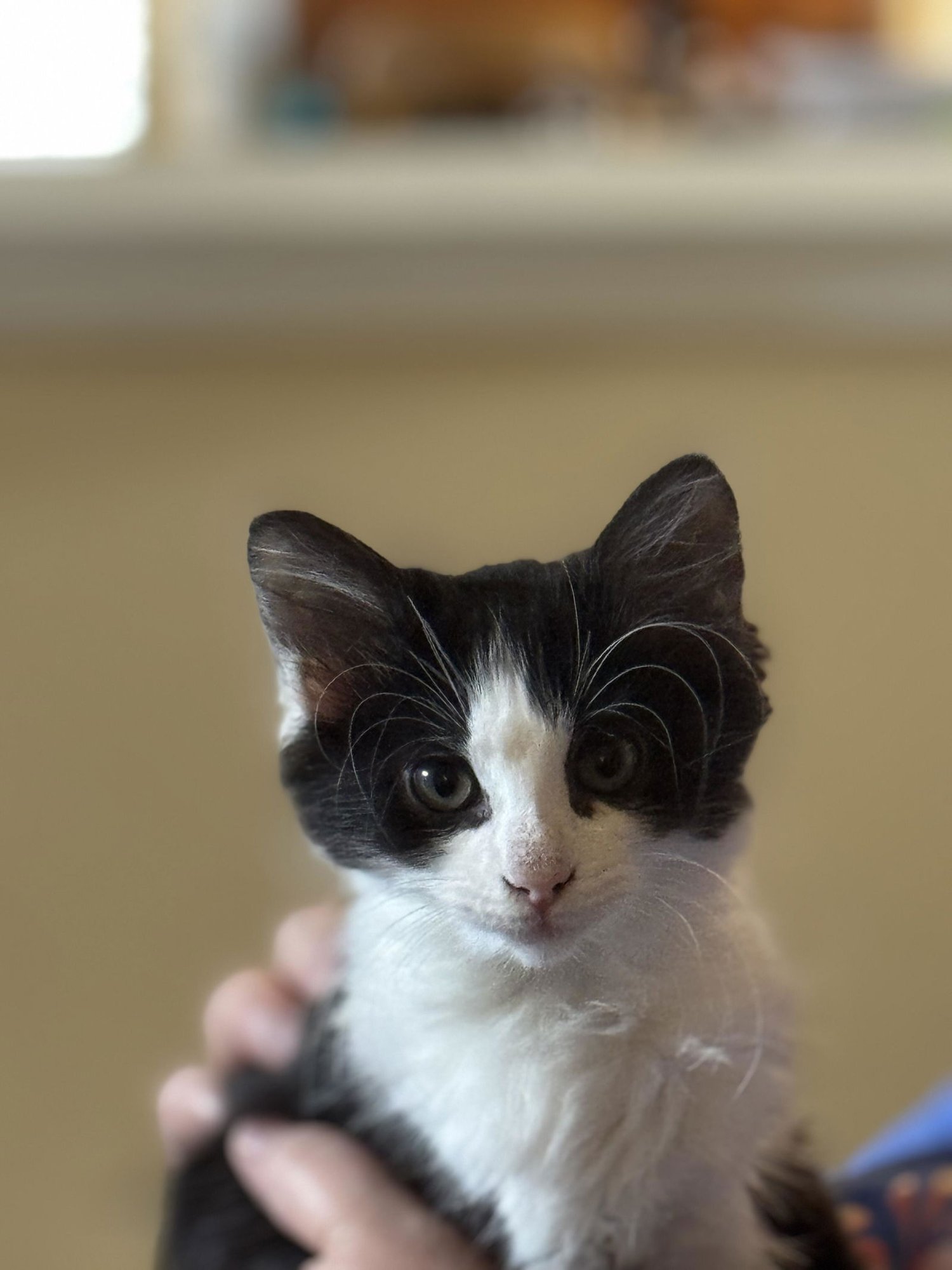 SNOOPY - Domestic Medium Hair available for adoption