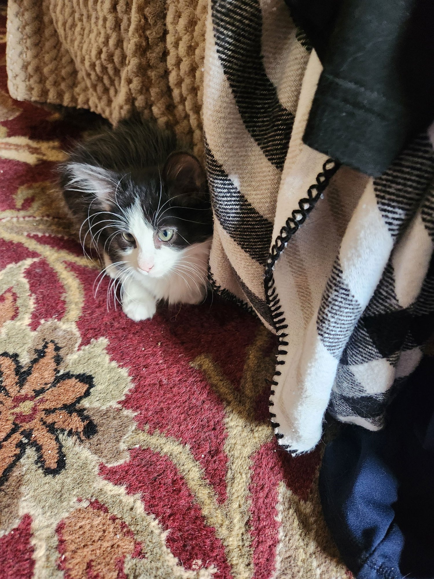 SNOOPY - Domestic Medium Hair available for adoption