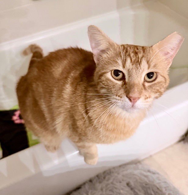 COPPER - Domestic Short Hair available for adoption