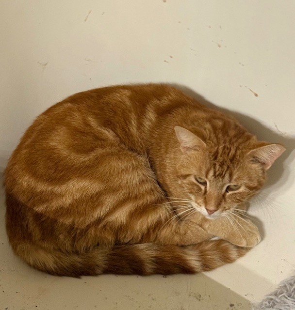 COPPER - Domestic Short Hair available for adoption