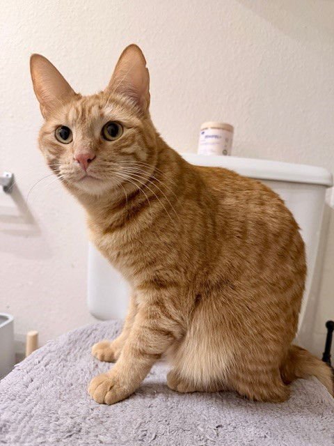 MILA - Domestic Short Hair available for adoption