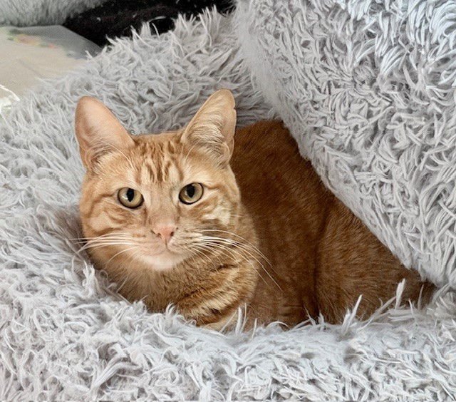 MILA - Domestic Short Hair available for adoption