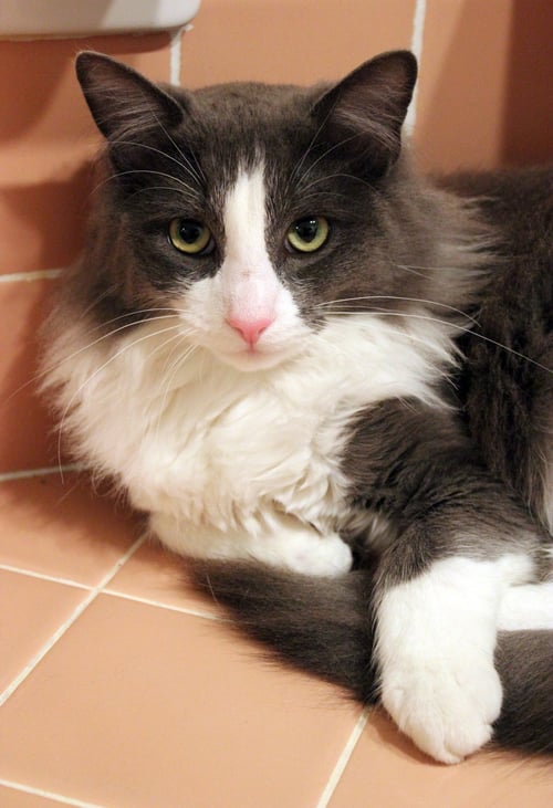 ERWIN - Domestic Long Hair available for adoption