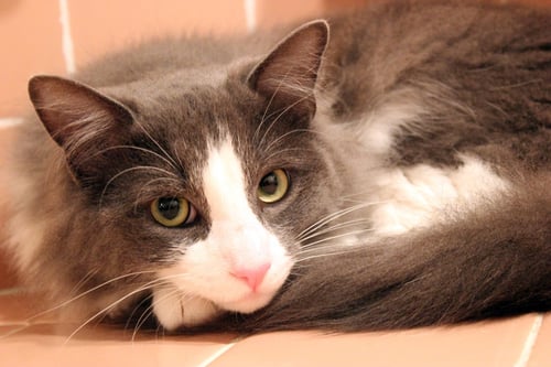 ERWIN - Domestic Long Hair available for adoption