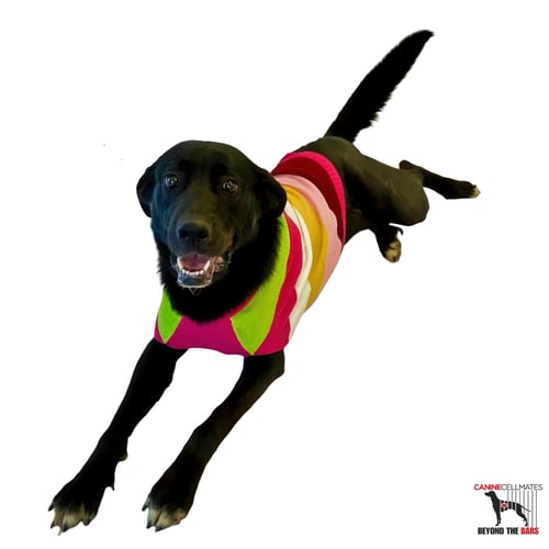 BAMA - Labrador Retriever for adoption in Atlanta
