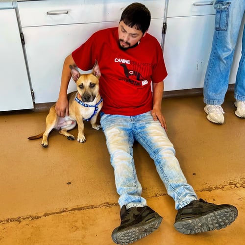 ZAZU - Corgi available for adoption